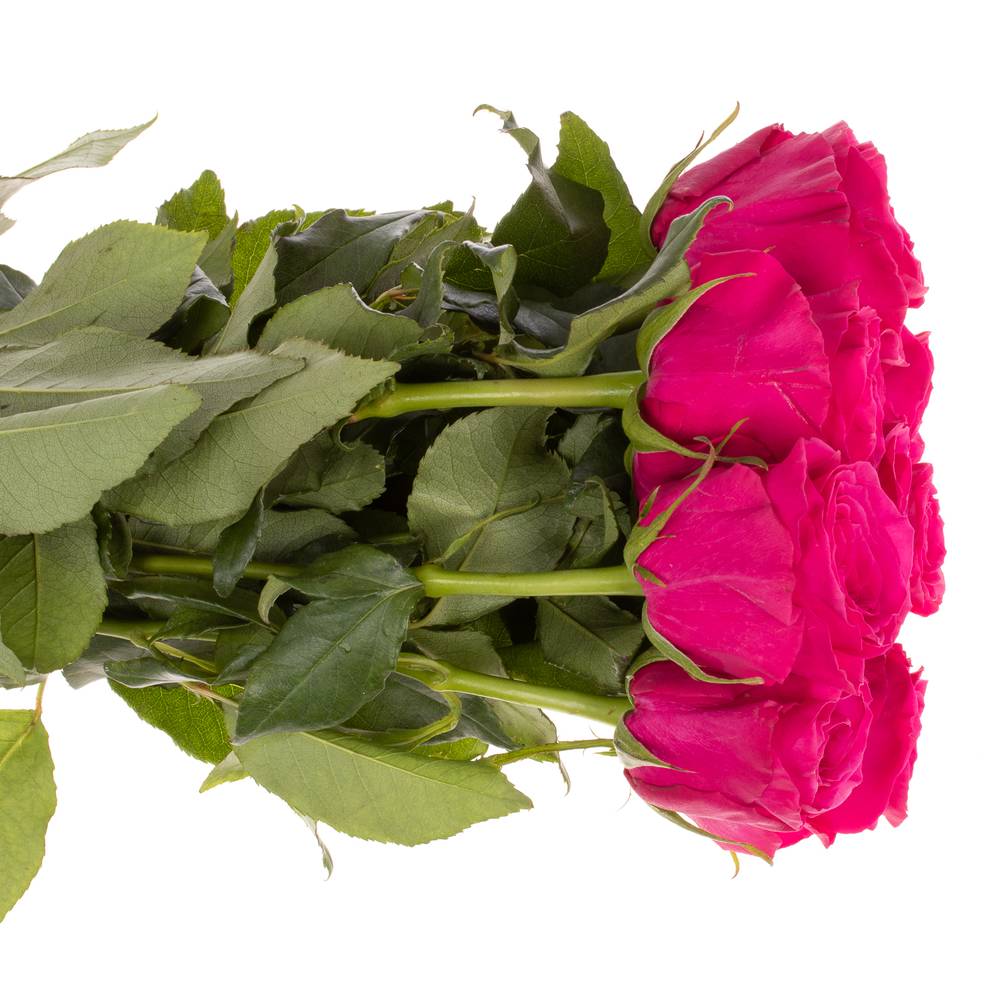 Rose pink Hotspot 50cm