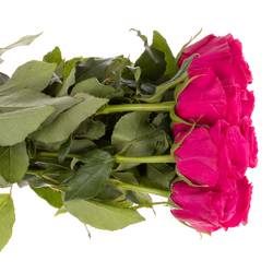 Rose pink Hotspot 50cm