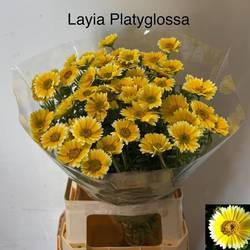 Layia Platyglossa gelb 65cm