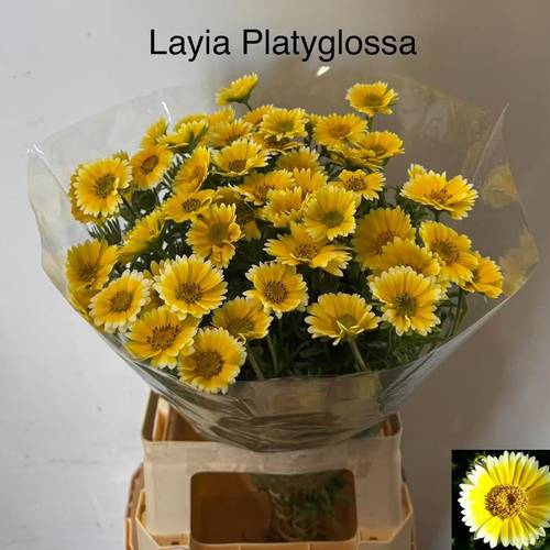 Layia Platyglossa gelb 65cm