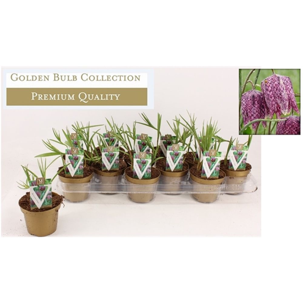 Fritillaria Mele T10 H20