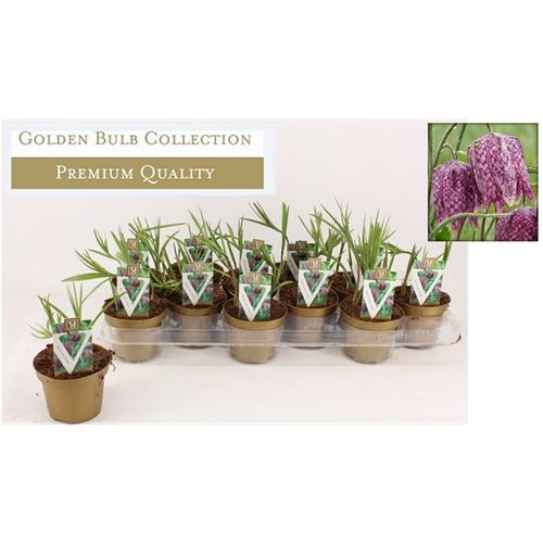 Fritillaria Mele T10 H20