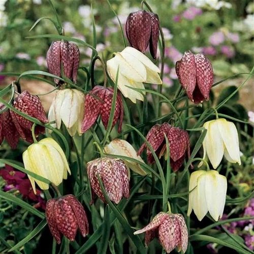Fritillaria Mele T10 H20