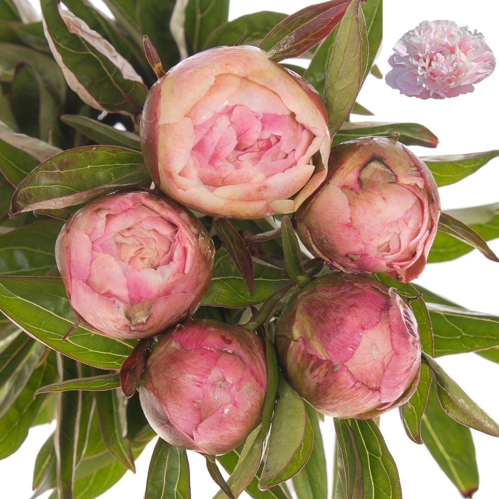 Pfingstrose rosa gefüllt Fontijn 45cm