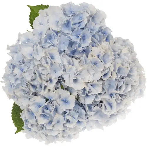 Hortensie hell blau Grandeur Blue Bol 22cm 50cm