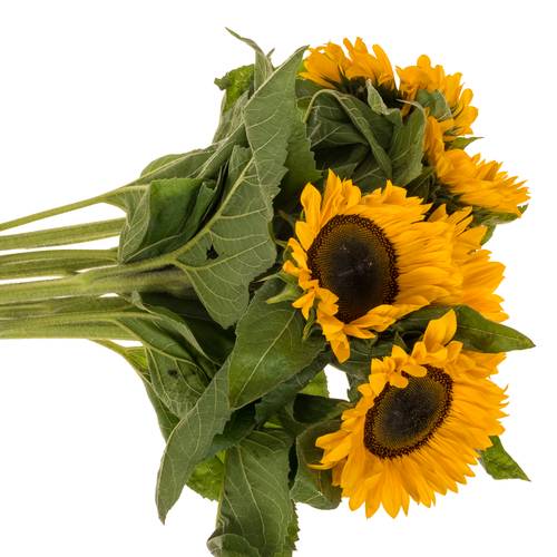 Sonnenblume gelb Provence 80cm Weitere