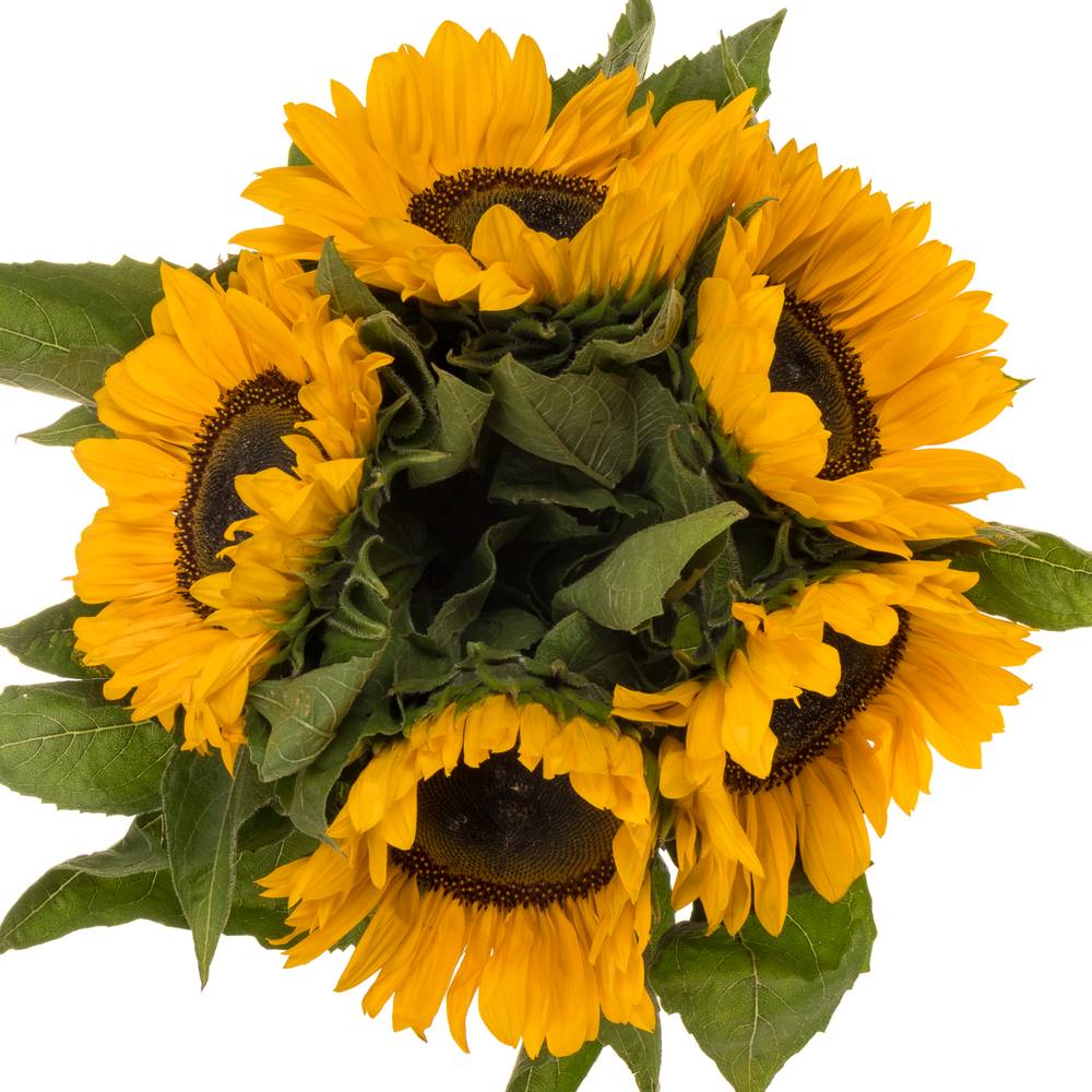 Sonnenblume gelb Provence 80cm Weitere