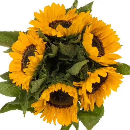 Sonnenblume gelb Provence 80cm Weitere