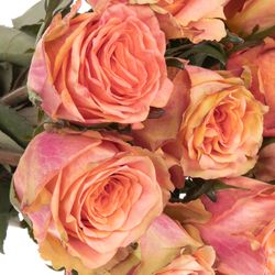 Rose apricot Love Pearl 40cm
