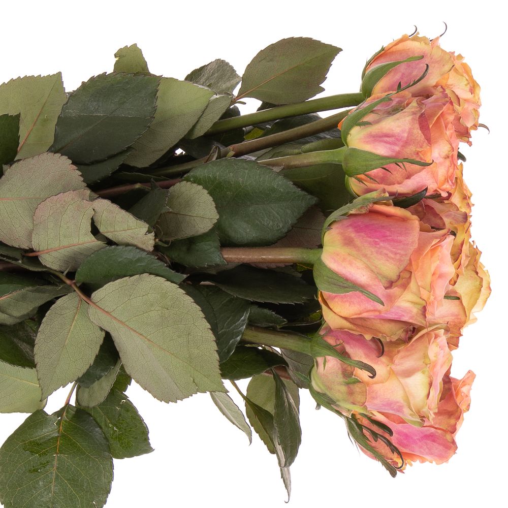 Rose apricot Love Pearl 40cm