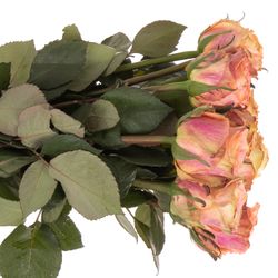 Rose apricot Love Pearl 40cm
