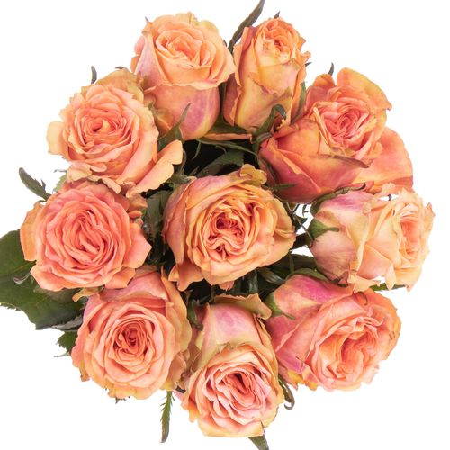 Rose apricot Love Pearl 40cm