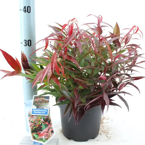 Leucothoe Burnin T17 H20