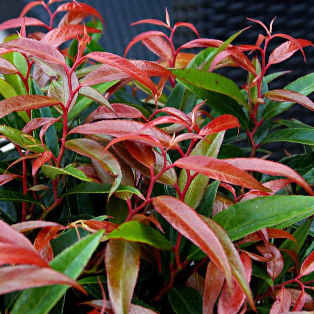 Leucothoe Burnin T17 H20