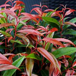Leucothoe Burnin T17 H20