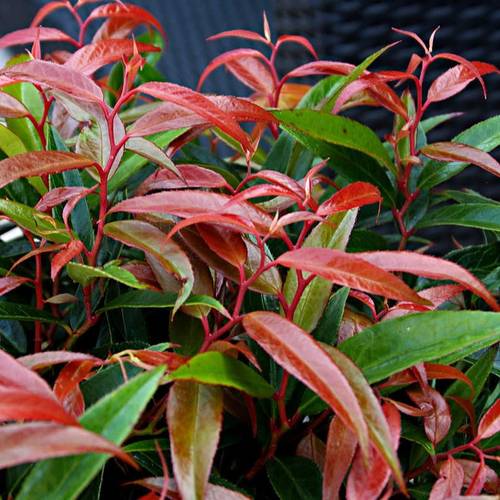Leucothoe Burnin T17 H20
