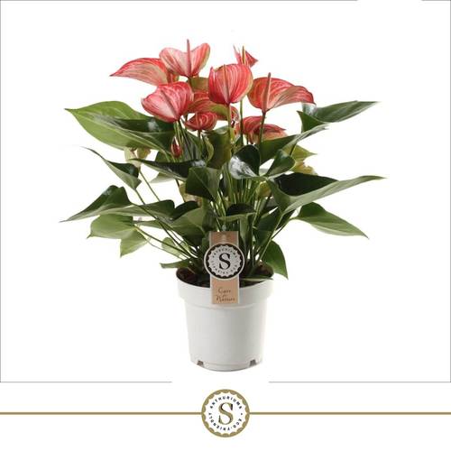 Anthurium Livium rot/creme T14 H050