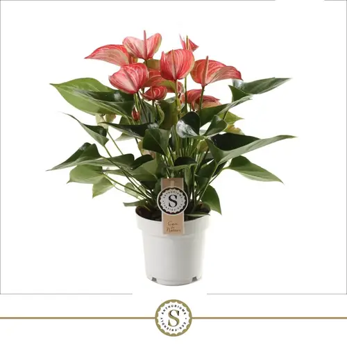 Anthurium Livium rot/creme T14 H050