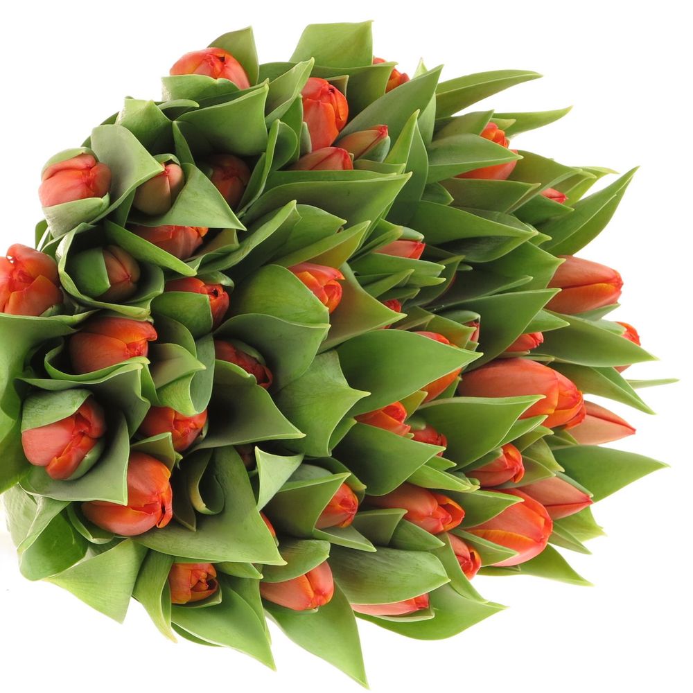Tulpe orange Ad Rem 36 Gramm