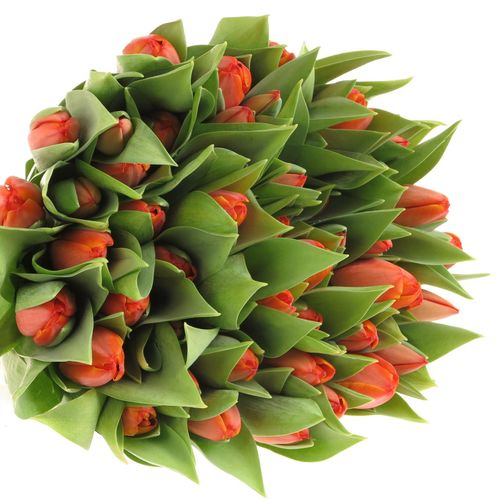 Tulpe orange Ad Rem 36 Gramm