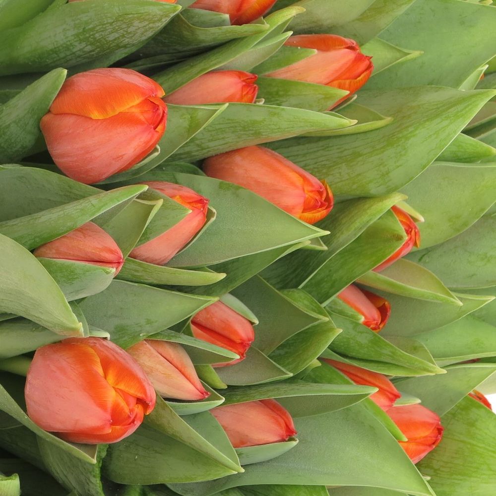 Tulpe orange Ad Rem 36 Gramm