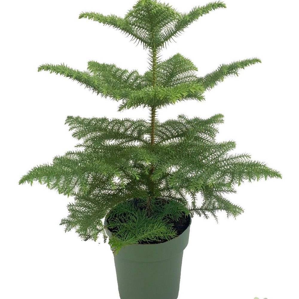 Araucaria T21 H070