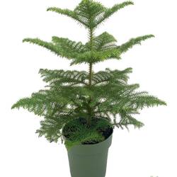 Araucaria T21 H070