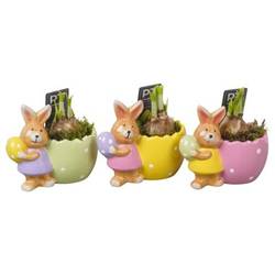 Narzis.Arr mix PTNP4498 Ostern T13 H013