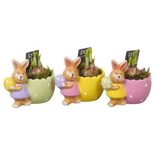 Narzis.Arr mix PTNP4498 Ostern T13 H013