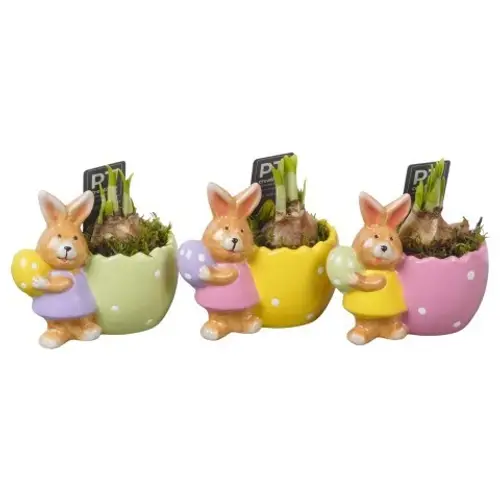 Narzis.Arr mix PTNP4498 Ostern T13 H013