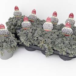 Orostachys Chinesische Narrenkappe T13 H25