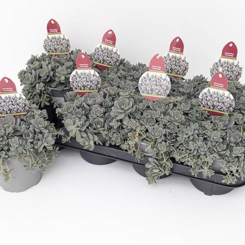 Orostachys Chinesische Narrenkappe T13 H25