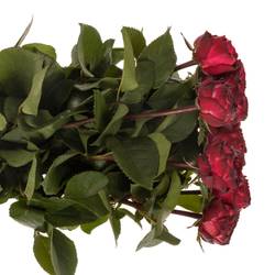 Rosa rosa Freiland Romantic Nostalgi 1+Blüte 50cm