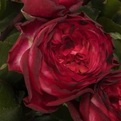 Rosa rosa Freiland Romantic Nostalgi 1+Blüte 50cm