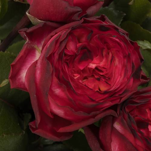 Rosa rosa Freiland Romantic Nostalgi 1+Blüte 50cm