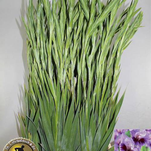 Gladiole milka Ballino 105 cm Extra Lang