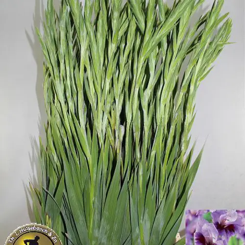 Gladiole milka Ballino 105 cm Extra Lang