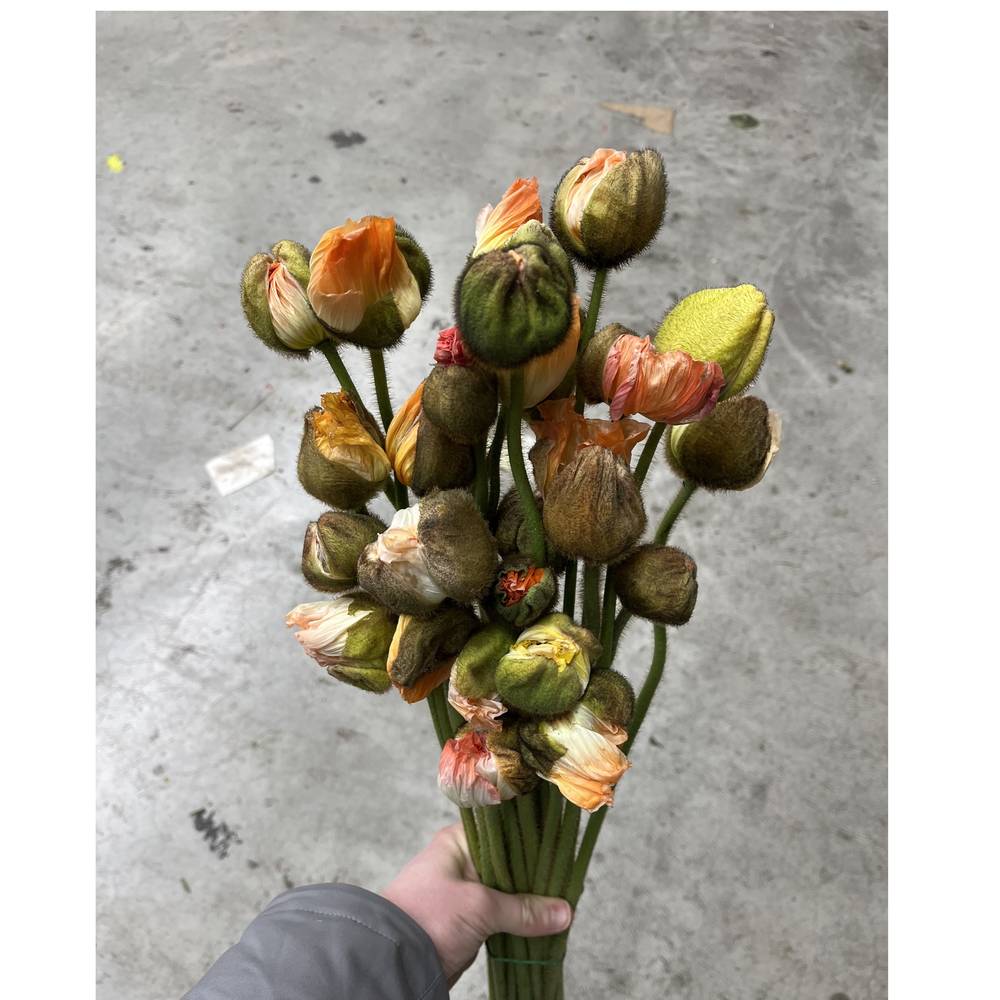 Klatschmohn Pastel Super 50cm