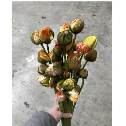 Klatschmohn Pastel Super 50cm