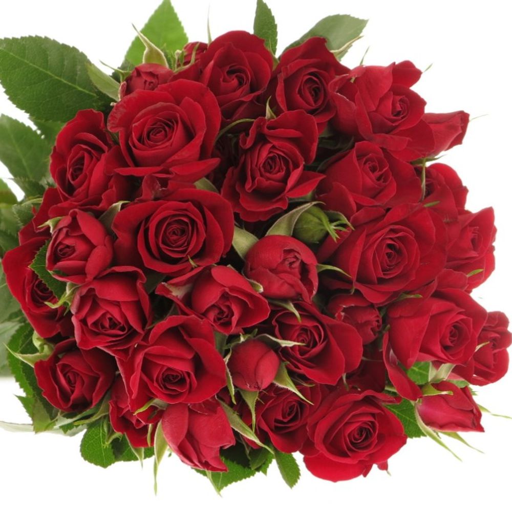 Rose verzweigt rot Rubicon 4+Blüte 40cm
