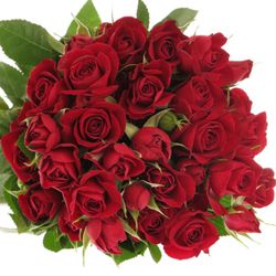 Rose verzweigt rot Rubicon 4+Blüte 40cm