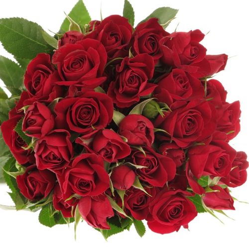 Rose verzweigt rot Rubicon 4+Blüte 40cm