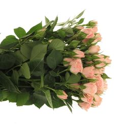 Rose verzweigt rosa Lydia Import 5+Blüte 50cm