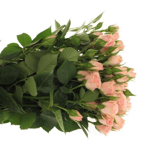Rose verzweigt rosa Lydia Import 5+Blüte 50cm