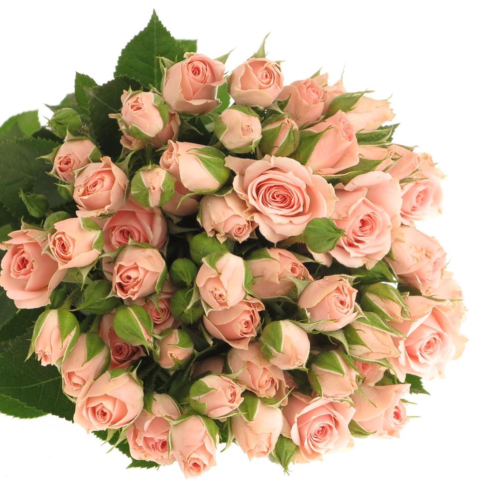 Rose verzweigt rosa Lydia Import 5+Blüte 50cm