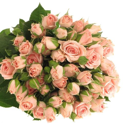 Rose verzweigt rosa Lydia Import 5+Blüte 50cm