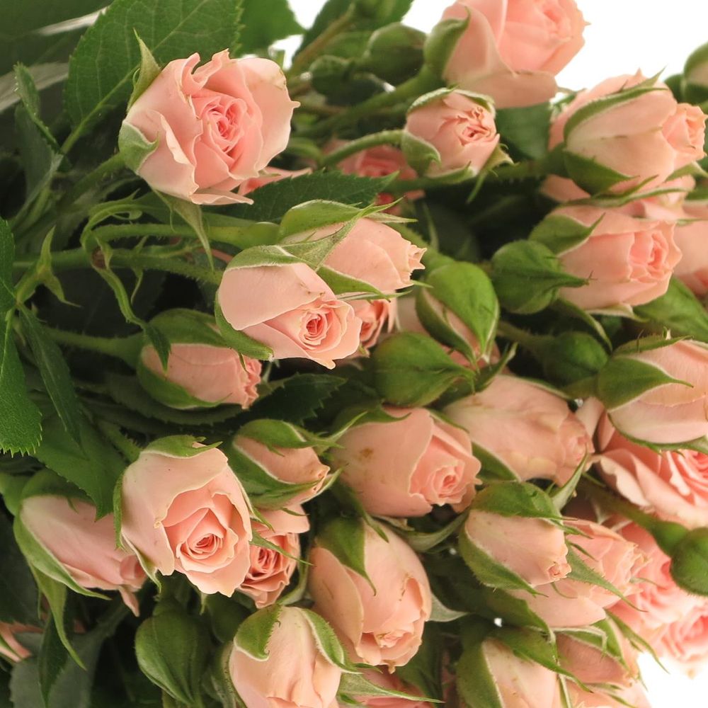 Rose verzweigt rosa Lydia Import 5+Blüte 50cm