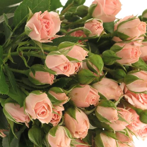 Rose verzweigt rosa Lydia Import 5+Blüte 50cm