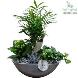 Chamaed.Arr CE005 Silver Silvester T18 H040