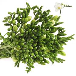 Freesie weiss Wonderfull 24 Gramm